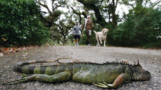 איגואנות  (צילום: רויטרס)