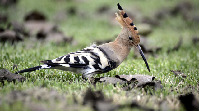 ציפור דוכיפת (צילום: אביר סולטן, פלאש 90)