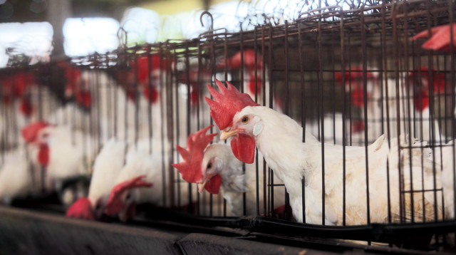 לול תרנגולות, ללולים בתמונה אין קשר לנאמר בכתבה (צילום: יוסי אלוני)