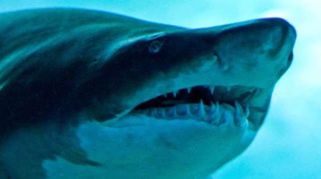 כרישים (צילום: ingimage ASAP)