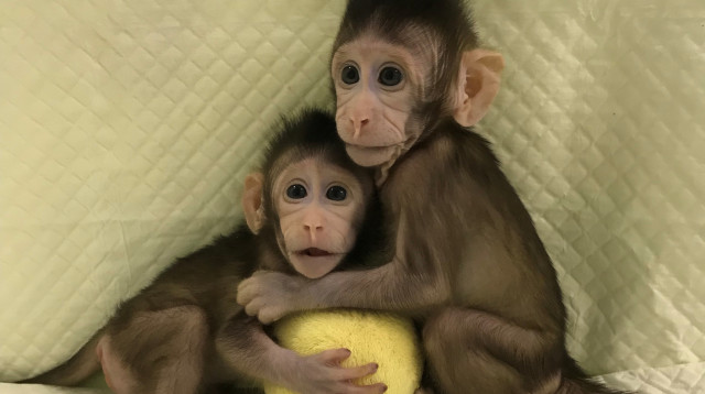 זונג זונג ו-ווה ווה (צילום: רויטרס)