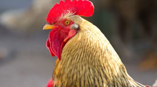 תרנגול (צילום: ingimage ASAP)