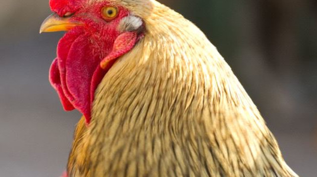 תרנגול (צילום: ingimage ASAP)