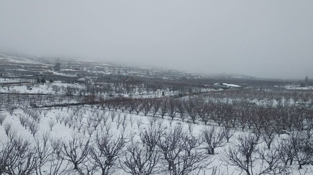 שלג בצפון רמת הגולן (צילום: אור פיק)