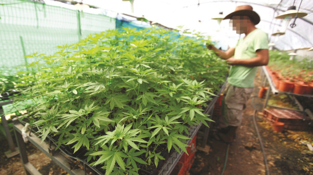 גידולי קנאביס (למצולם אין קשר לכתבה) (צילום: אביר סולטן, פלאש 90)