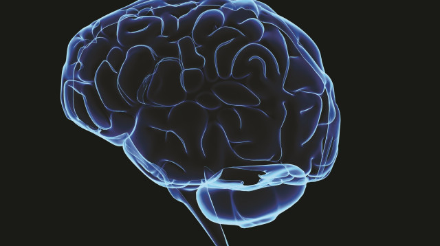 מוח - אילוסטרציה (צילום: אינג אימג')