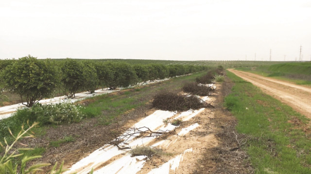 שטח חקלאי בבית קמה (צילום: פרטי)