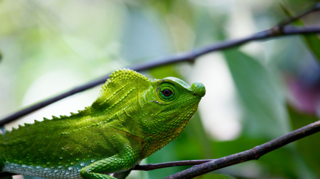 זיקית (צילום: אינג אימג')