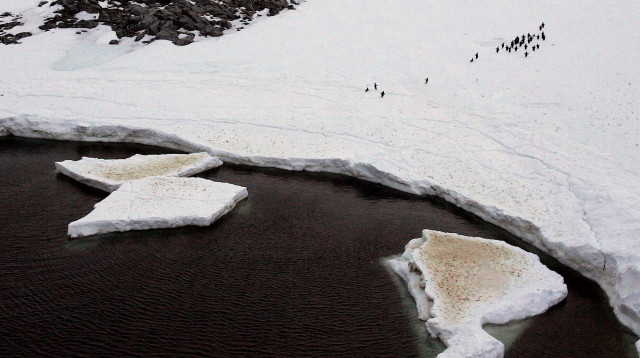 אנטרקטיקה  (צילום: רויטרס)