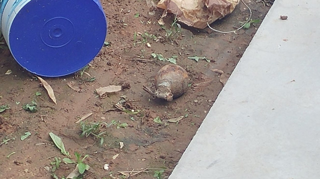 רימון רסס (צילום: באדיבות ההורים)