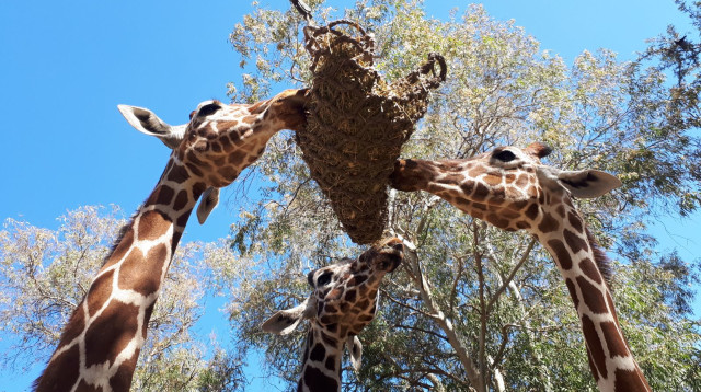 ג'ירפות אוכלות מתוך אוזן המן (צילום: הספארי ברמת גן)