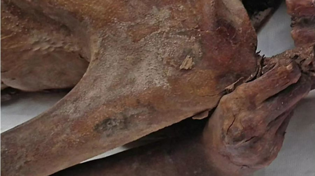 הקעקוע על זרועה של המומיה (צילום: המוזיאון הבריטי)