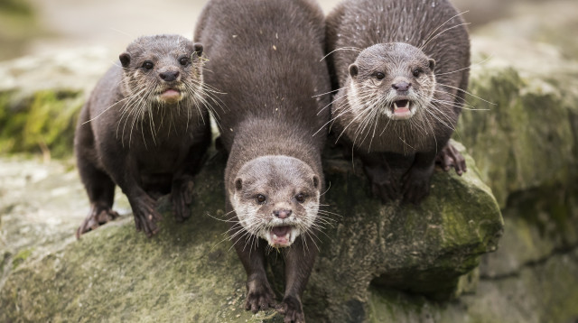 לוטרות, אילוסטרציה (צילום: AFP)