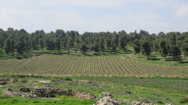 פטי ורדו ביער יתיר (צילום: יח"צ)
