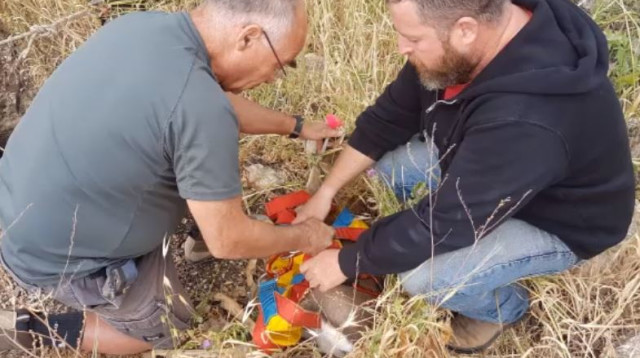 חילוץ הצבי שנפל לבור ליד אלקנה (צילום: אוהד אלט, עדי רפאלי)