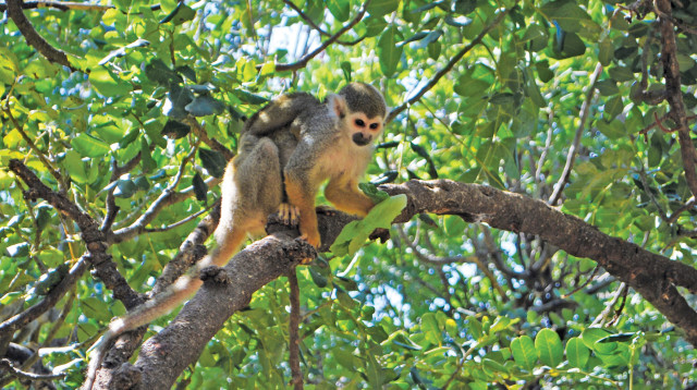 פארק הקופים (צילום: מיטל שרעבי)