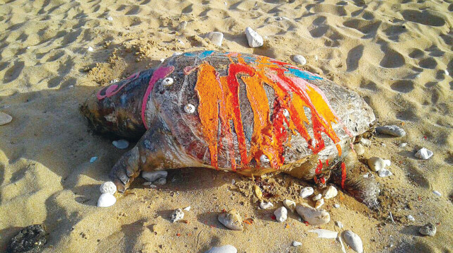 התעללות בצב (צילום: נעה קוצן)