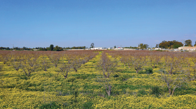 שדה מול גן יבנה  (צילום: יעקב לדרמן, פלאש 90)