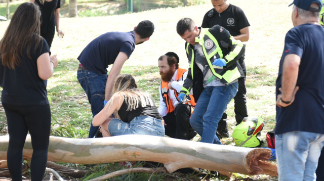 עץ נפל בפארק הירקון (צילום: קובי ריכטר/TPS)