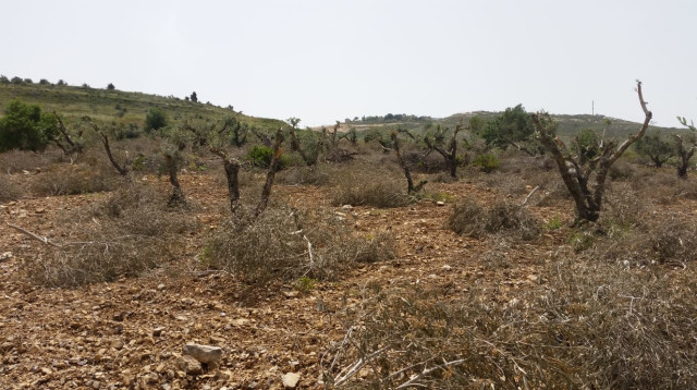 עצי זית נעקרו בבורין (צילום: יש דין)