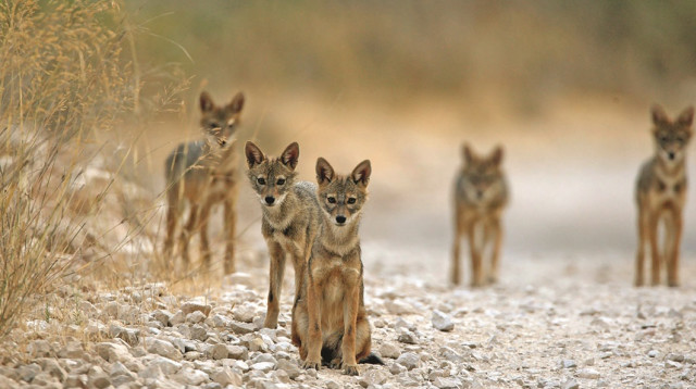 תנים (צילום: חיים שוחט, פלאש 90)