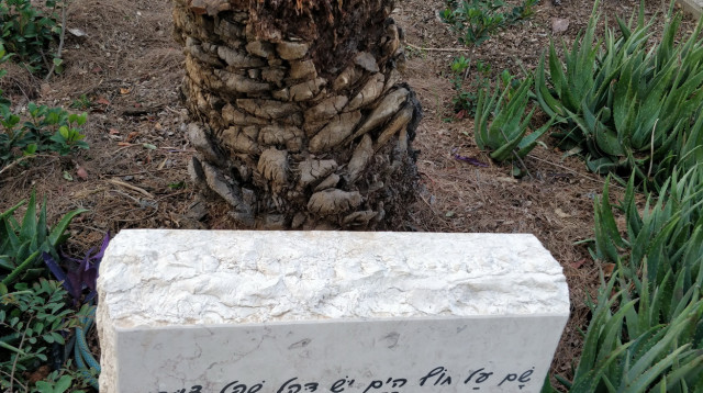 עץ הדקל משירה של נעמי שמר (צילום: מועצה אזורית עמק הירדן)