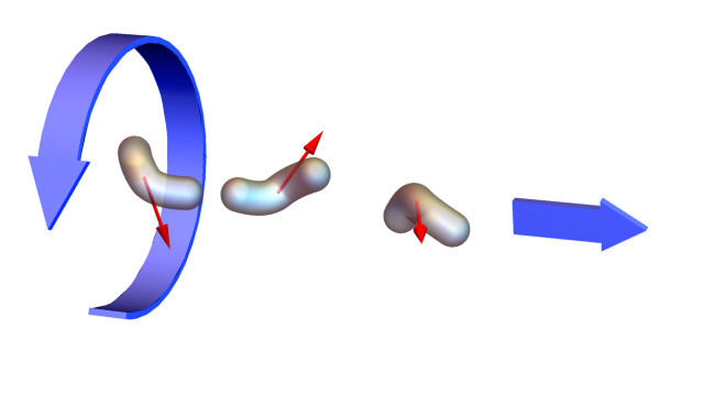 השדה המגנטי מסובב את השחיין המלאכותי האופטימלי וכך גורם לו לנוע קדימה  (צילום: דוברות הטכניון)