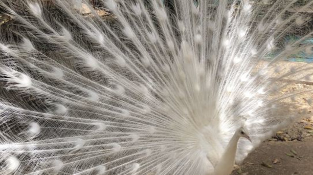 ג'ונגל כיף (צילום: מיטל שרעבי)