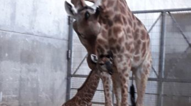 הג'ירפה טוי  (צילום: גלעד משה)