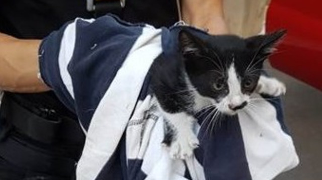 חילוץ החתול  (צילום: כבאות והצלה מחוז חוף)