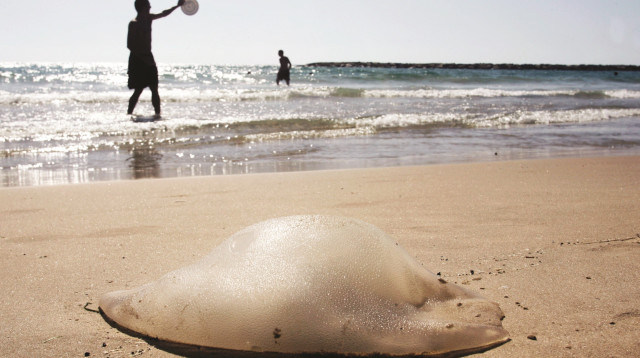 מדוזה (צילום: אורי לנץ, פלאש 90)