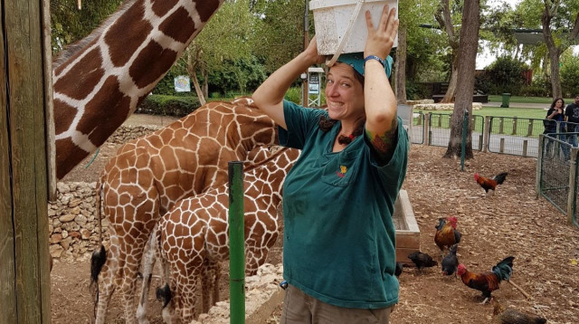 יום חג לג'ירפות  (צילום: שגיא טבצ'ניק ואדם לוי)