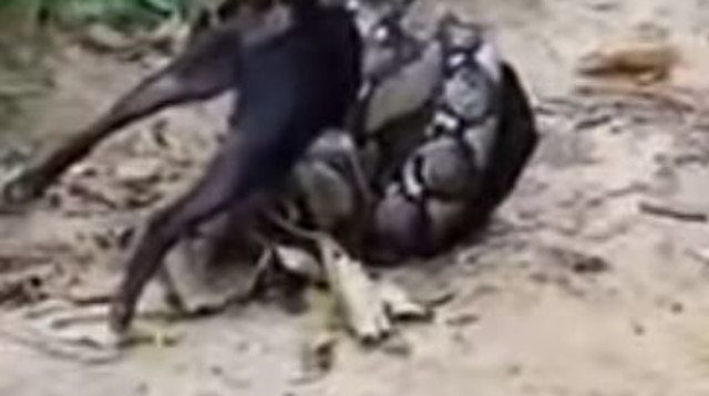 הפיתון והכלב (צילום: יוטיוב)