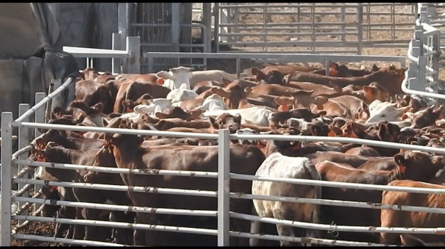 תחנת הסגר אילות לבעלי חיים שיובאו באניות לשחיטה (צילום: אנונימוס)