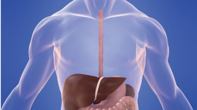 מערכת העיכול (צילום: ingimage ASAP)