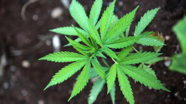 גראס  (צילום: יוסי זמיר פלאש 90)