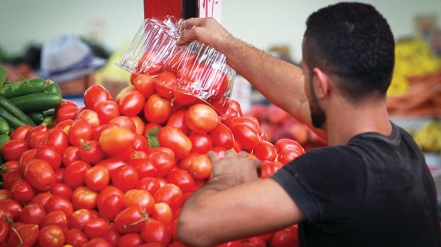 עגבניות, אילוסטרציה (צילום: פלאש 90)