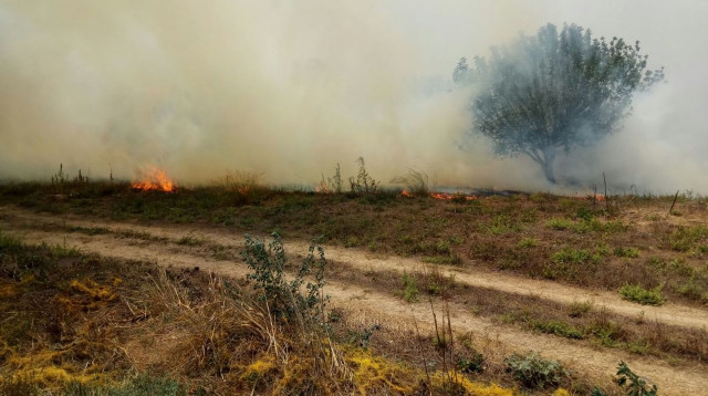 השריפה באור הנר (צילום: קק"ל)