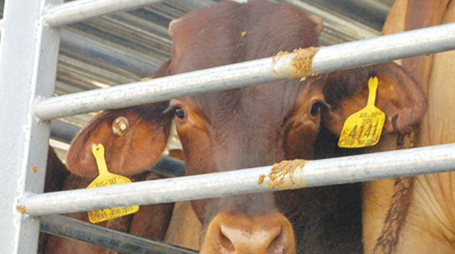 עגל מהמשלוחים החיים (צילום: עמותת אנונימוס לזכויות בעלי חיים)