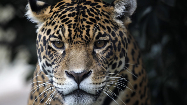 יגואר (צילום: רויטרס)