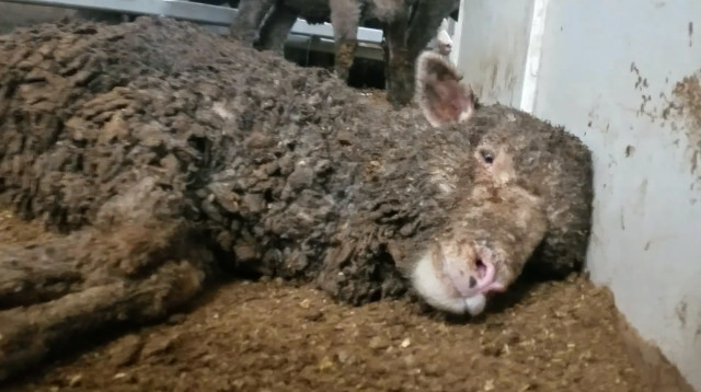 משלוחים חיים (צילום: אנימלס אוסטרליה)