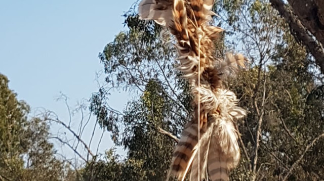 בז מצוי עם חומר דליק מחובר אליו (צילום: רשות הטבע והגנים)