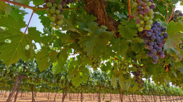 כרמים של יקבי כרמל (צילום: יקיס קדרון)