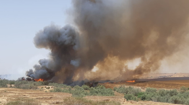 שריפה בנחל הבשור (צילום: רשות הטבע והגנים)