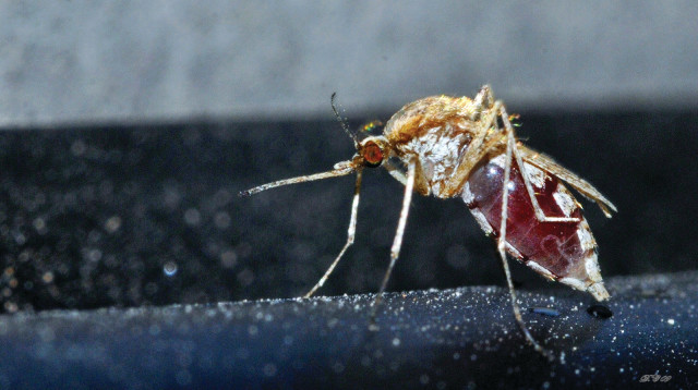 זבוב החול  (צילום: - Dûrzan cîrano.CC BY-SA 3.0)