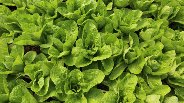 שדה חסה (צילום: יעקב נחומי, פלאש 90)