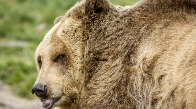 דובים (צילום: ingimage ASAP)