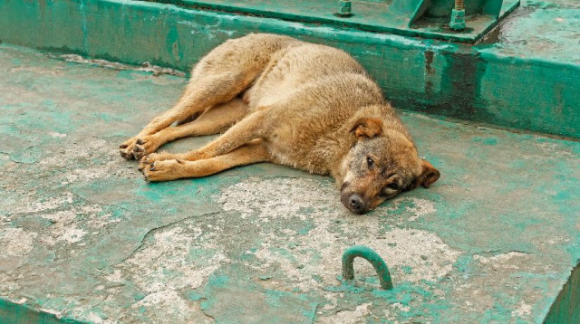 התעללות בכלבים  (צילום: אינגאימג)