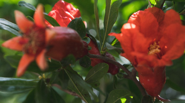 יקב רימון (צילום: קריאטיב דיסאורדר)