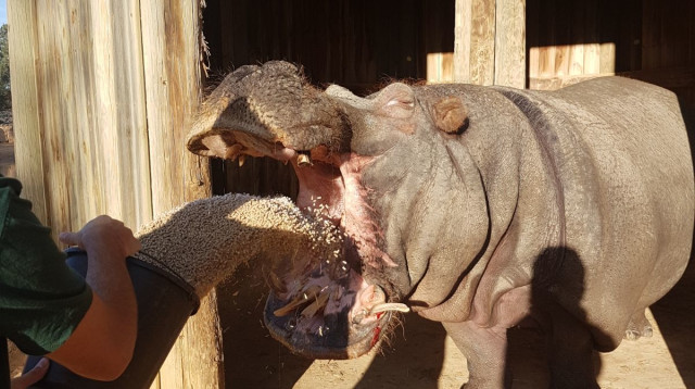 תמי ההיפופוטמית  (צילום: אדיר חאיק)